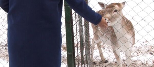 Караколдогу зоопарктын жетекчиси: акчанын жогу жаныбарларга кесепетин тийгизип жатат - Sputnik Кыргызстан