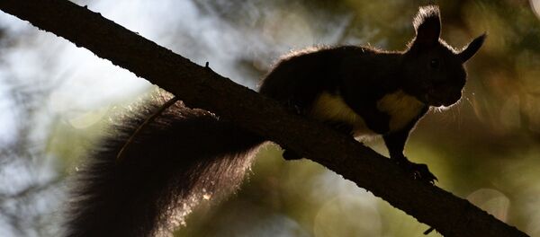 Маньчжурские белки и птицы в парке во Владивостоке - Sputnik Кыргызстан
