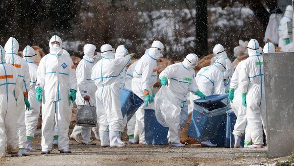 Сотрудники во время уничтожения кур из-за угрозы распространение опасного для человека вируса птичьего гриппа серии H5 - Sputnik Кыргызстан