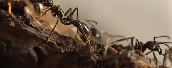 Муравьи. Архивное фото - Sputnik Кыргызстан