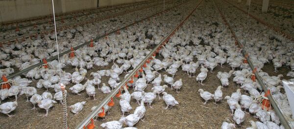 Тоок фабрикасы. Архив - Sputnik Кыргызстан