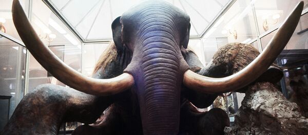 Музейдеги экспонат. Архив Музейдеги экспонат. Архив - Sputnik Кыргызстан