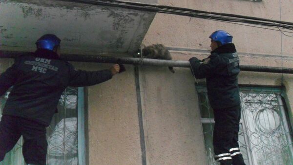 Сотрудники МЧС во время спасения кошки, который залез на газовую трубу и не мог спустится - Sputnik Кыргызстан