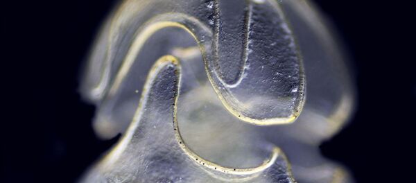 Личинка черва Schizocardium californicum - Sputnik Кыргызстан