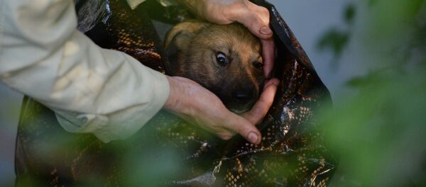 Бездомные собаки на улицах Великого Новгорода - Sputnik Кыргызстан