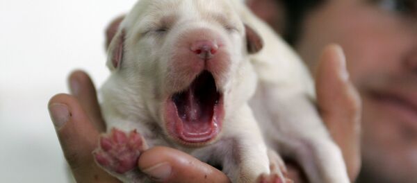 Щенок породы лабрадор в Тель-Авиве - Sputnik Кыргызстан