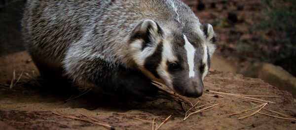Барсук — вид млекопитающих из рода барсуков Барсук — вид млекопитающих из рода барсуков - Sputnik Кыргызстан