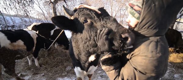 Подарки в день рождения для коров, или Как выглядит приют для скота в Казани Подарки в день рождения для коров, или Как выглядит приют для скота в Казани - Sputnik Кыргызстан