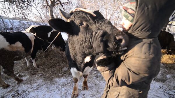 Подарки в день рождения для коров, или Как выглядит приют для скота в Казани - Sputnik Кыргызстан