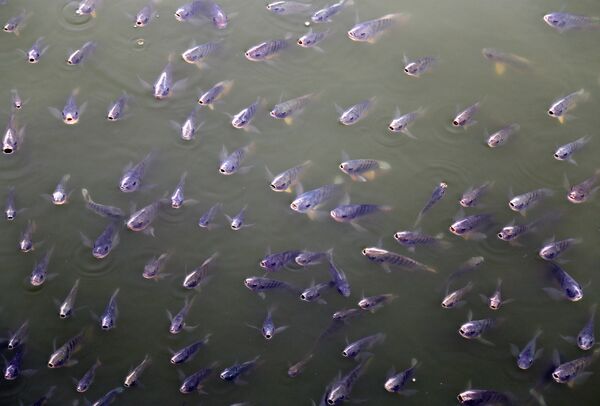 Рыбы в озере Ана Сагар в Аджмере. Индия - Sputnik Кыргызстан