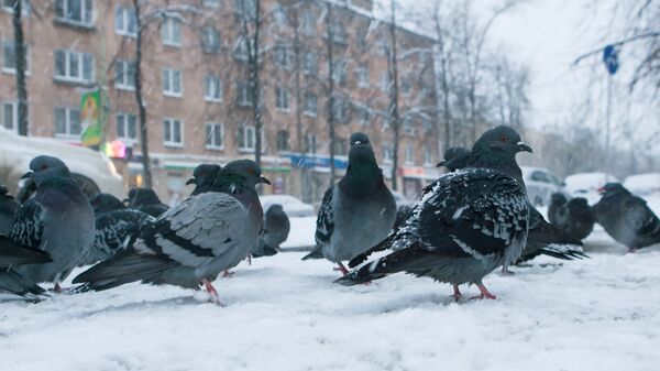 Погода зимой - Sputnik Кыргызстан