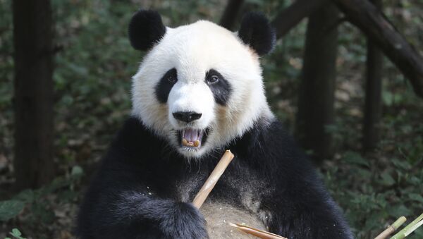 Научно-исследовательский центр разведения панд в Китае - Sputnik Кыргызстан