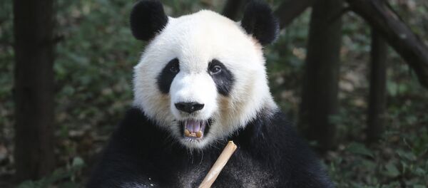 Панда. Архив - Sputnik Кыргызстан