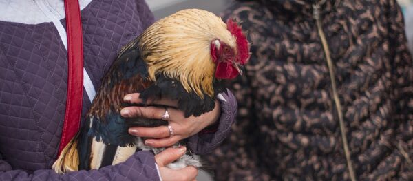 Праздничные мероприятия и народные гуляния на площади Ала-Тоо - Sputnik Кыргызстан