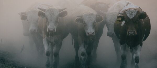 Эвакуация рабочего поселка Виля Нижегородской области из зоны природных пожаров - Sputnik Кыргызстан