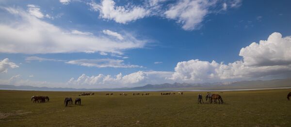 Пастбище на озере Сон-Кол - Sputnik Кыргызстан