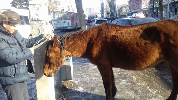 Лошадь пойманная на улице Дэн Сяопина в Бишкеке, разгуливавшая без хозяина - Sputnik Кыргызстан