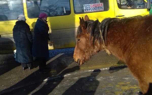 В Бишкеке на улице Дэн Сяопина (на пересечении с улицей Интергельпо) сотрудники милиции поймали лошадь, разгуливавшую без хозяина - Sputnik Кыргызстан