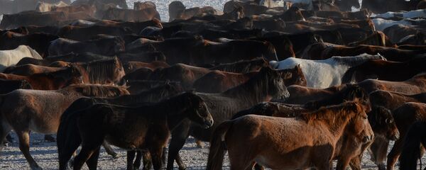 Үйүр жылкы. Архив - Sputnik Кыргызстан