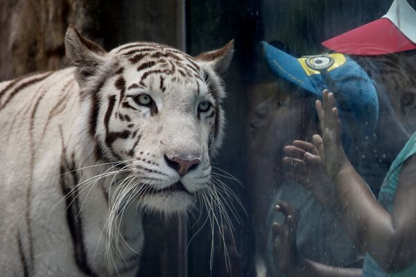 Бенгальский тигр в зоопарке Уачипа в Лиме, Перу - Sputnik Кыргызстан