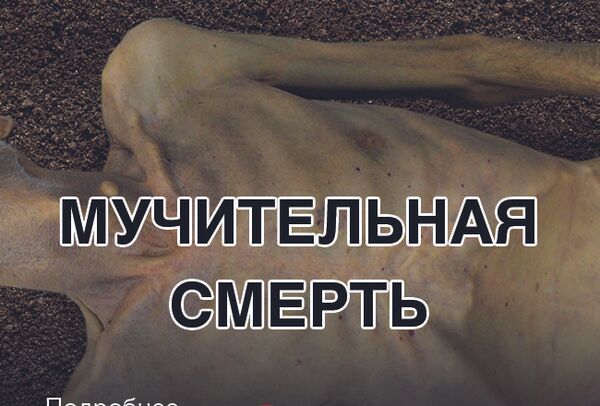 Устрашающая картинка, которая появится на сигаретных пачках - Sputnik Кыргызстан