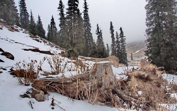 Лесной участок на южном берегу Иссык-Куля после незаконной вырубки - Sputnik Кыргызстан