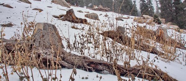 Факты незаконной вырубки лесов. Архивное фото - Sputnik Кыргызстан