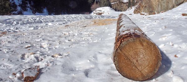 Факты незаконной вырубки лесов на южном берегу Иссык-Куля Факты незаконной вырубки лесов на южном берегу Иссык-Куля - Sputnik Кыргызстан