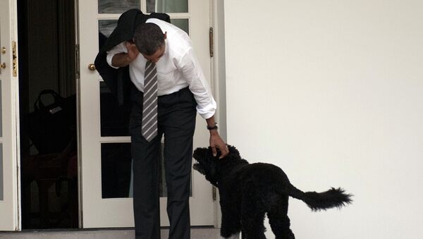 Президент США Барак Обама со своей собакой Бо - Sputnik Кыргызстан