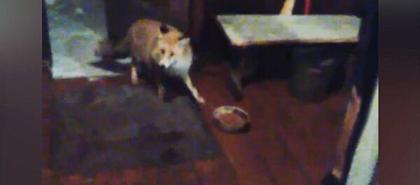 Дикая лиса не боится людей и заходит в дом посмотреть ТВ — кадры из Казармана - Sputnik Кыргызстан