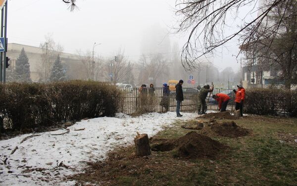На месте спиленных хулиганами трех сосен в центре Бишкека снова высажены деревья - Sputnik Кыргызстан