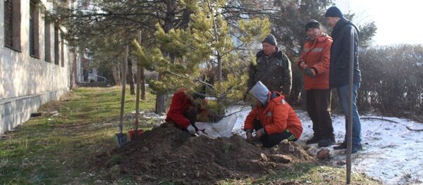 Январдын башында белгисиз адамдар тарабынан мыйзамсыз кыйылып кеткен кызыл карагайлардын ордуна ийне жалбырактуу бактар отургузуу учурунда - Sputnik Кыргызстан