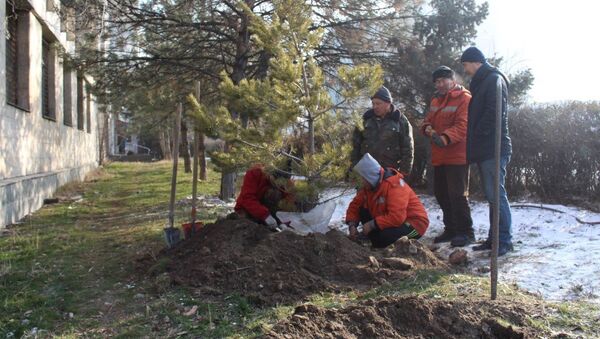 Сотрудники МП Зеленстрой во время посадки деревьев на месте спиленных хулиганами трех сосен - Sputnik Кыргызстан