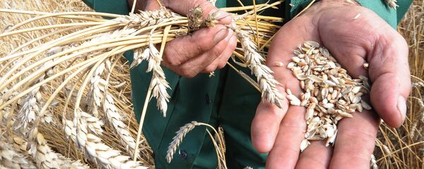 Урожай зерновых. Архивное фото - Sputnik Кыргызстан