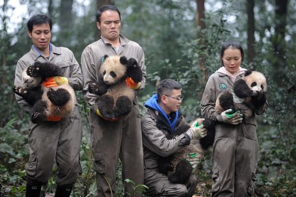 Кытайда жаңыдан жарыкка келген панданын балдары - Sputnik Кыргызстан