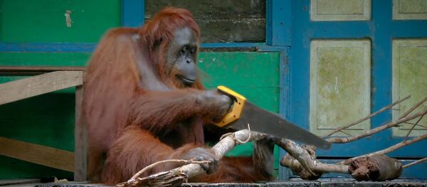 Популярное видео про орангутанга с ножовкой оказалось фейком Популярное видео про орангутанга с ножовкой оказалось фейком - Sputnik Кыргызстан