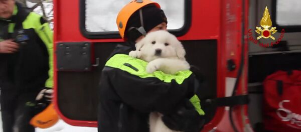 Спасатели нашли щенков в погребенном под лавиной отеле в Италии Спасатели нашли щенков в погребенном под лавиной отеле в Италии - Sputnik Кыргызстан