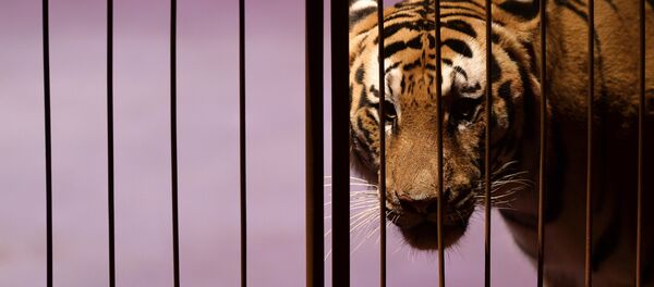 Шоу победителей фестиваля циркового искусства Идол - Sputnik Кыргызстан