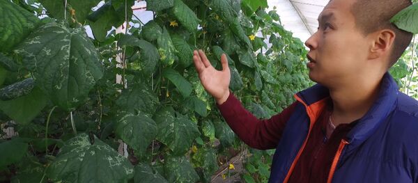 Как выглядят огурцы до того, как попадают в магазины, — взгляд из теплицы - Sputnik Кыргызстан