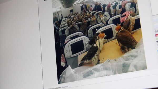 Снимок с социальной сети Reddit. Фотография 80 соколов, сидящих в салоне обычного самолета - Sputnik Кыргызстан