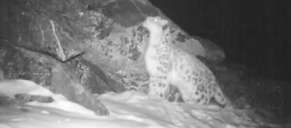 Как рычит снежный барс — уникальные кадры фотоловушки из России - Sputnik Кыргызстан
