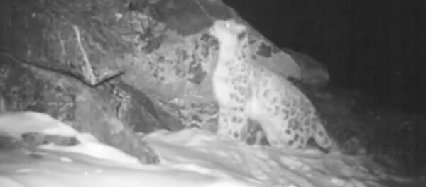 Жашыруун камера: сейрек үн чыгарган илбирстин видеосу - Sputnik Кыргызстан