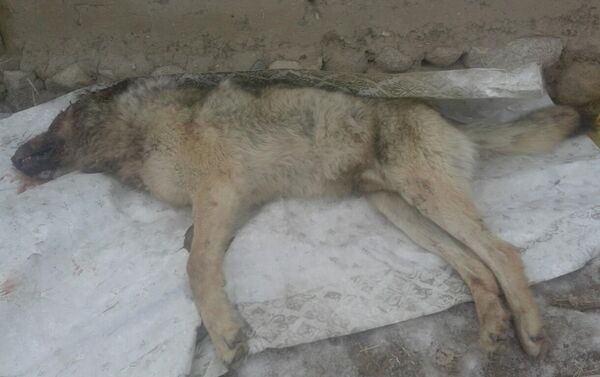 Труп волка, который напал на Кадыржана Шаршенбек уулу - Sputnik Кыргызстан