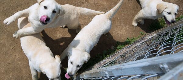 Щенки лабрадора. Архивное фото - Sputnik Кыргызстан