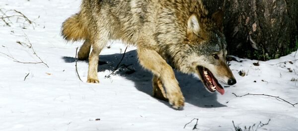 Волк а территории зообазы киностудии Центрнаучфильм - Sputnik Кыргызстан