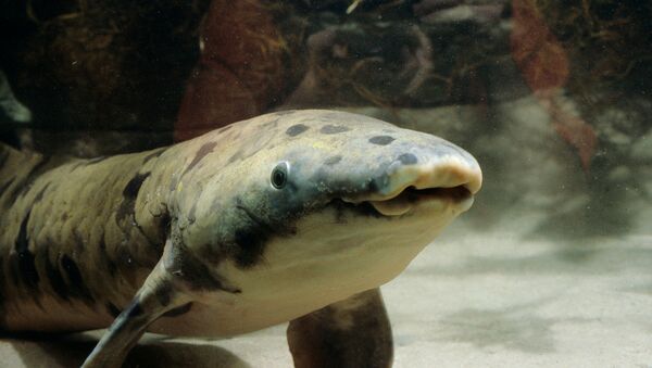 Рыба-рогозуб по кличке Granddad в аквариуме Чикаго - Sputnik Кыргызстан