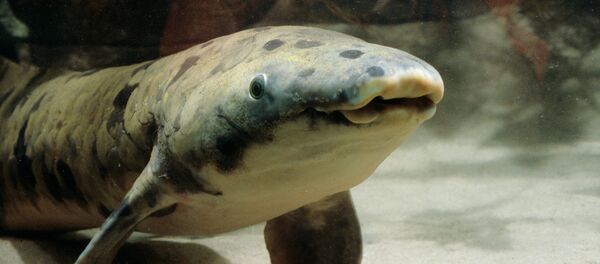 Рыба-рогозуб по кличке Granddad в аквариуме Чикаго - Sputnik Кыргызстан