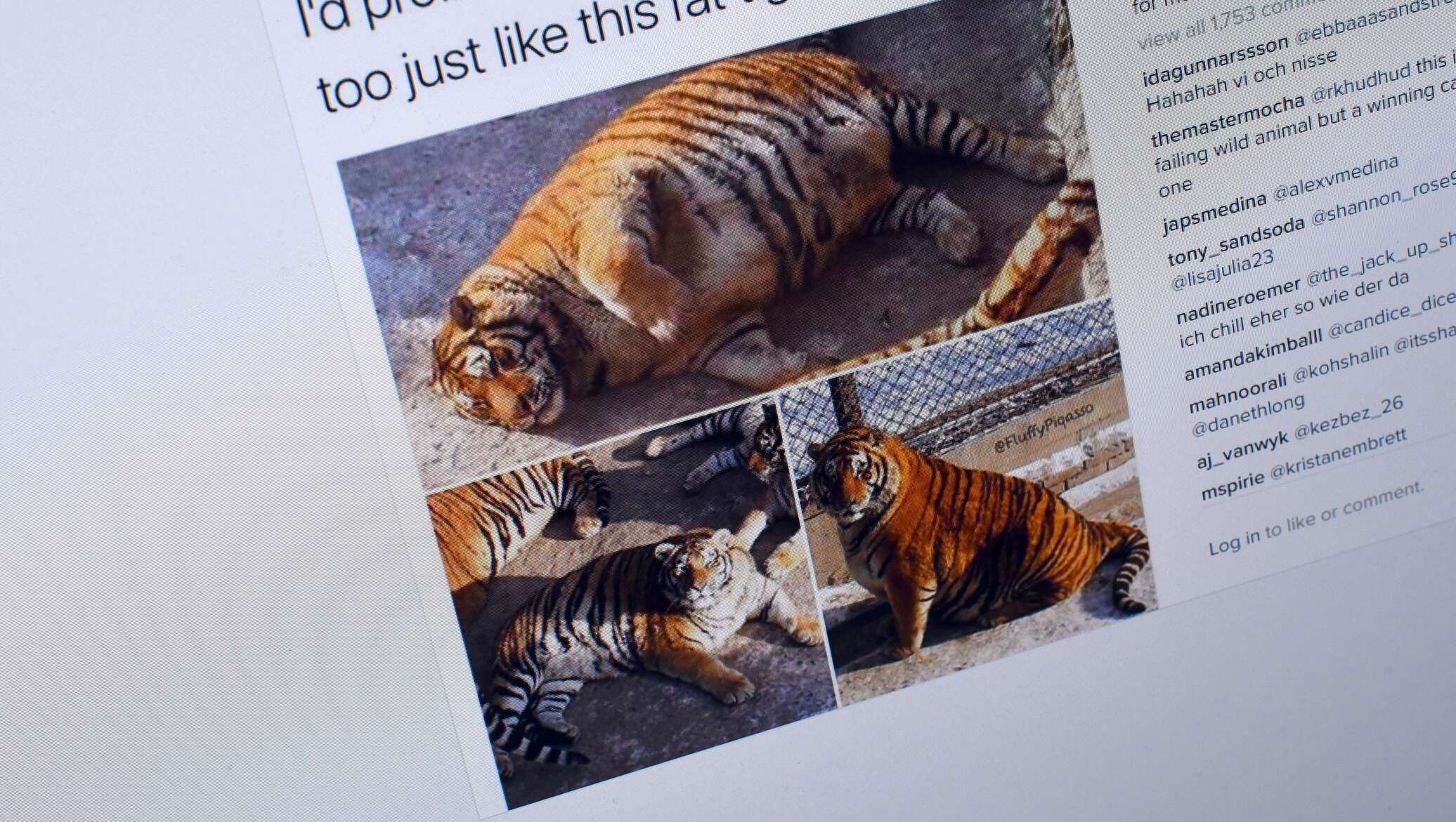 Толстые тигры в китайском зоопарке