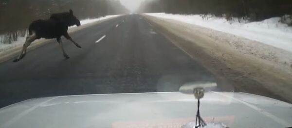 Выскочивший на трассу лось чуть не стал причиной ДТП в Беларуси - Sputnik Кыргызстан