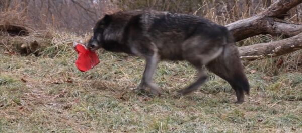 День святого Валентина в зоопарке Детройта День святого Валентина в зоопарке Детройта - Sputnik Кыргызстан